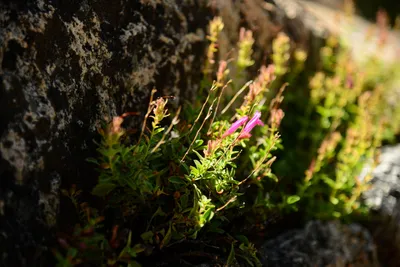 DSC_0206 (Large).JPG